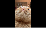 Funny cat group lol