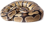 Snake boys