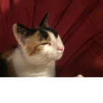 I like stuff and things and stuff and cats
