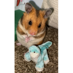 Rodent/small animal group