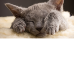 cat therapy