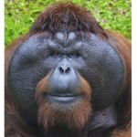orangutans are cool