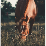 ~ Maple Stride Stables ~