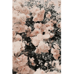 Sunflower, rose, aesthetic