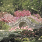 . daisy & daffodil .