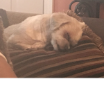 The sleepy dog group
