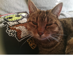Die wilden Tiger