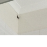 Scary spiders!