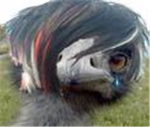 Emo Emu's