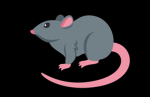 rat’s creations