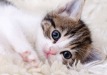 I gattini di Alice :D