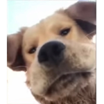 Cool dogss
