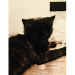 Small kittens group