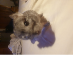 LA CHINCHILLA PIBE