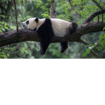 PANDA GROUP (ONLY FOR PEAPLE WHO LIKE PANDAS)