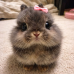 offline bunny