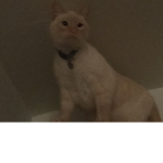 i love cats :D