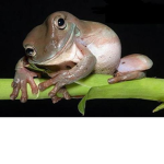 Dream SMP Frogs