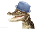 crock gang