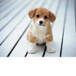 puppy and ########