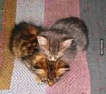 kittens347&