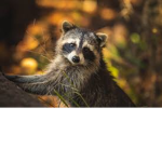 The roblox raccoon center