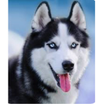 Siberian Husky Studios