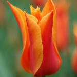 The Sweet Tulips