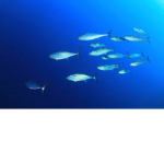 Feesh squad