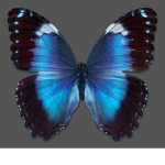 Butterfly Skis