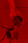 IIBIDISIMII