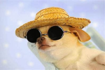 Straw Hat Pups