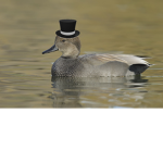 Epic Duckie