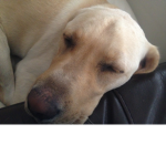 THE SLEEPY DOGS