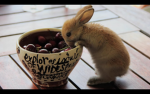 Bunny squad #my friends