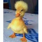 ElPatitoFeo
