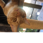 Fantastic feline