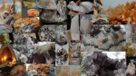 /petrification\