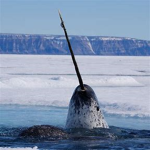 NarWhalBoy Games
