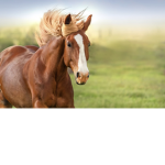 Horses 4ever Academy