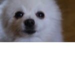The meme doggo group