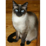 Siamesekittymeow's fan group