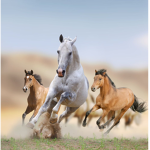 -horsey.girls-