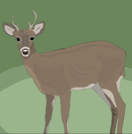 Pine's Wildlife Rescue