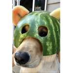 Watermelon puppys