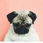 pug ########### pug ######