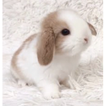 The_cute_bunnies