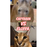 capybara and floppa FOR LIFE!!!