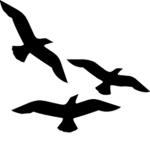 Cardinal's