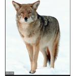 ~COYOTES UNITED~